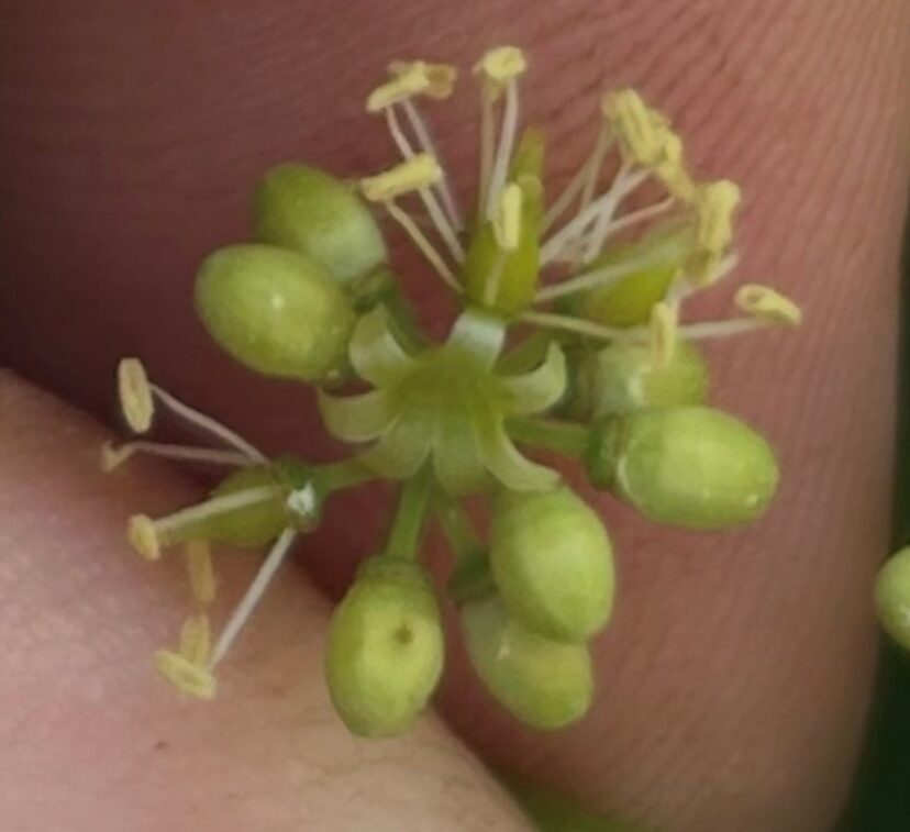 A close up of a muscadine flower