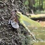 Creek Critters: Dragonflies