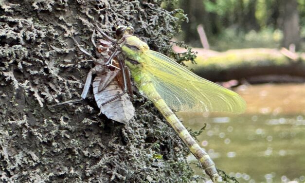 Creek Critters: Dragonflies