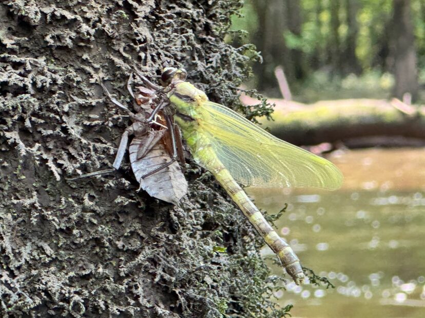 Adult dragonfly emerging from its exoskeleton on a tree trunk beside a stream.