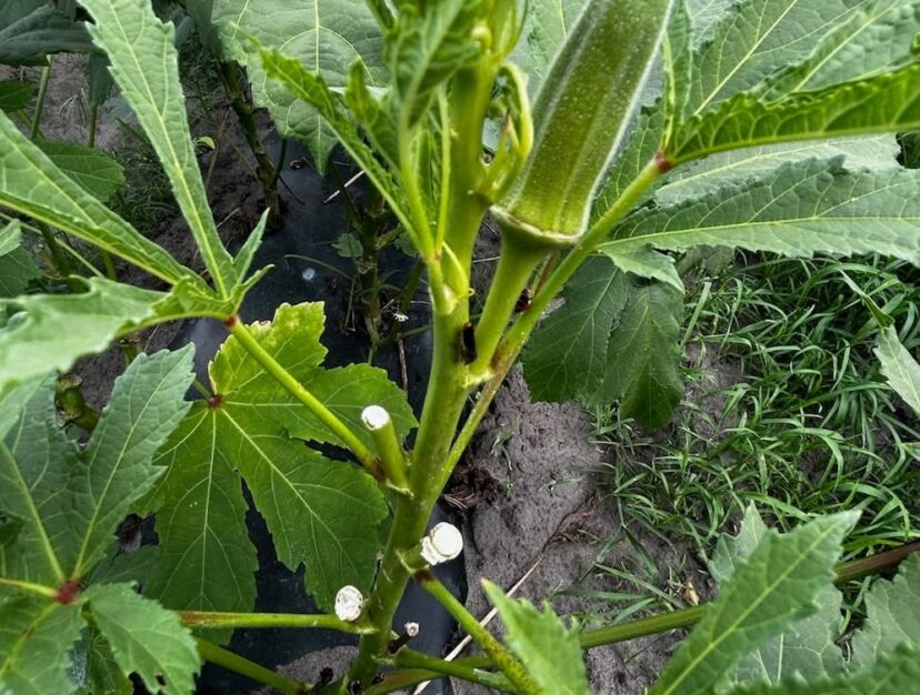 Adult glassy-winged sharpshooter resting on an okra leaf in a South Carolina vegetable field.