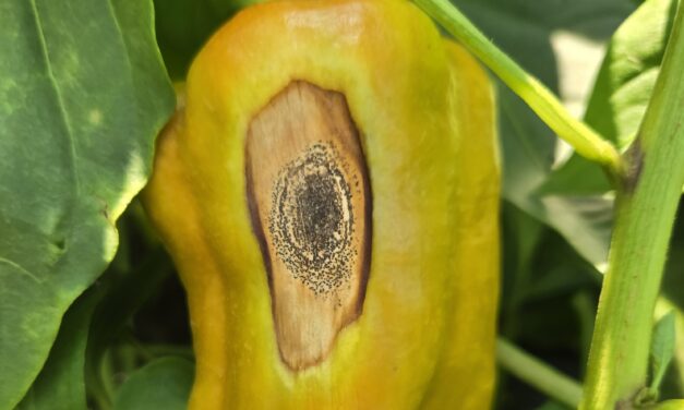 South Carolina Field Update (June 15, 2026): “Freestone” Peaches Are Coming In