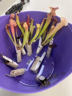 Assortment of carnivorous wetland plants included in a Bog Garden Set, featuring multiple species suitable for a carnivorous plant terrarium.