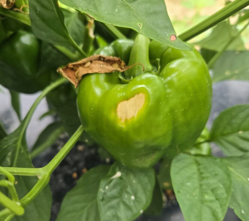 Bell pepper fruit showing sunscald injury caused by intense summer sunlight and heat exposure.
