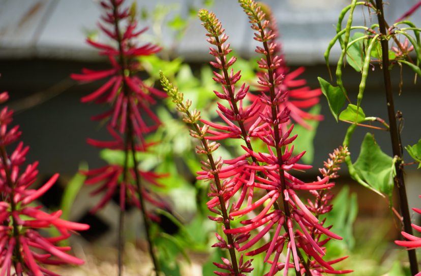 Black seed pods opening to reveal bright red coral bean seeds.