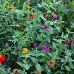 Beat the Heat: Summer Garden Survival Tips for South Carolina Gardeners