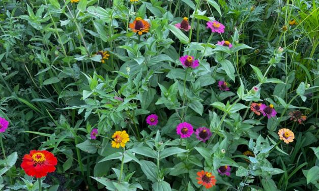 Beat the Heat: Summer Garden Survival Tips for South Carolina Gardeners