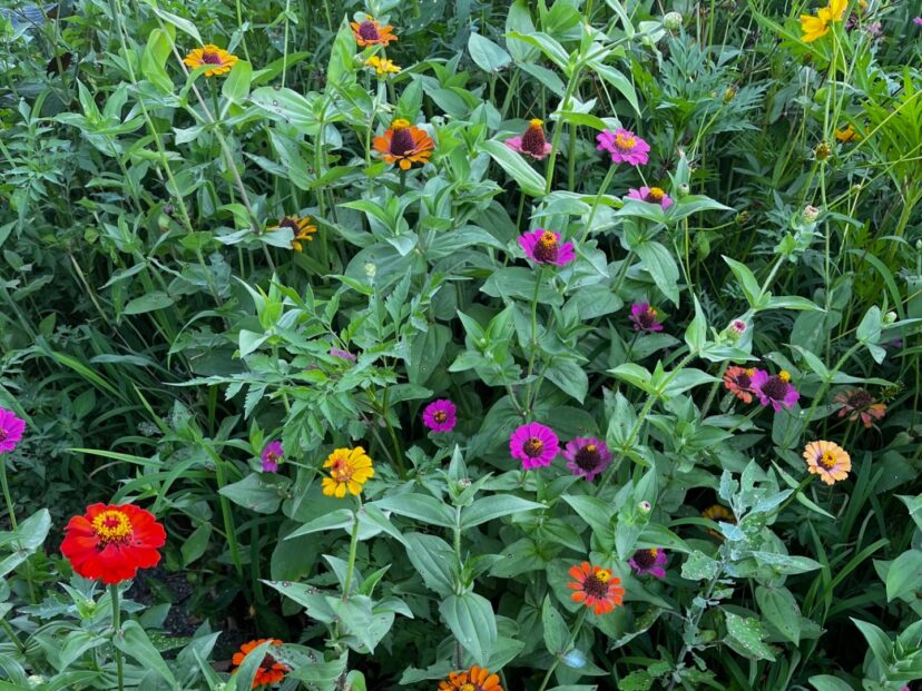 Bright zinnia flowers thriving in a South Carolina garden during August heat.