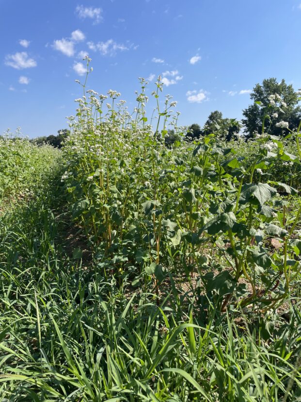 Buckwheat cover crop producing small white flowers in an agricultural field.