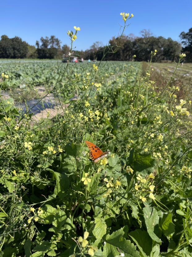 Butterfly feeding on yellow flowers growing between vegetable production plots
