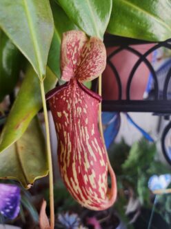 Close-up of a red and cream tropical pitcher plant lower pitcher hanging from a leaf tendril.