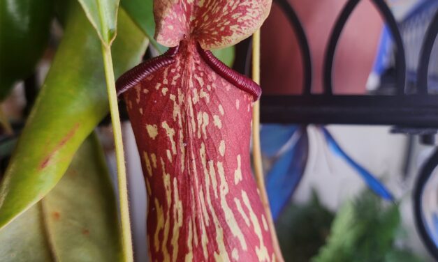 Tropical Pitcher Plants (<em>Nepenthes</em> spp.): Indoor Care, Growing Tips, & Plant Guide