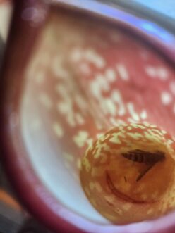 Close-up of a tropical pitcher plant containing a wasp in the digestive fluid inside the pitcher.