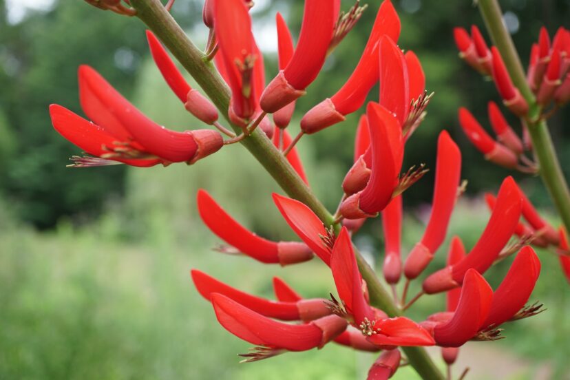 Close-up of coral bean flowers showing curved red tubular blooms adapted for hummingbird pollination.