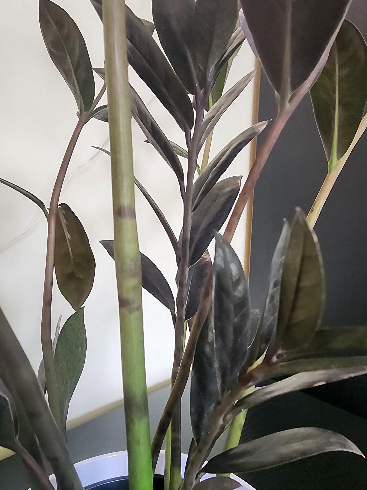 ZZ Plant (Zamioculcas zamiifolia): Indoor Care, Growing Tips & Plant Guide  | Home & Garden Information Center