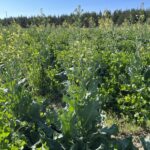 How Pollinators, Beneficial Insects, and Organic Amendments Support Soil Health
