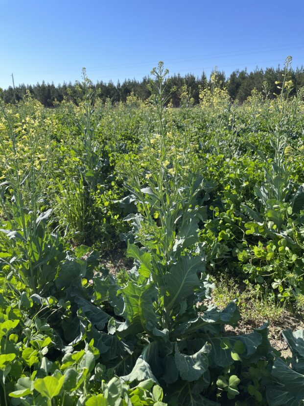 Collard plants flowering after harvest in a field setting.