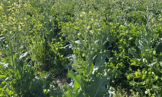 How Pollinators, Beneficial Insects, and Organic Amendments Support Soil Health