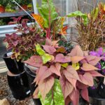 The Power of Mass Planting in Landscape Design