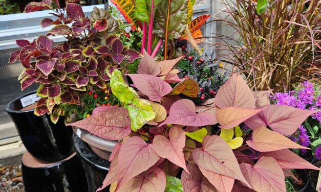The Power of Mass Planting in Landscape Design