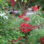 HUMMINGBIRD FAVORITE: CORAL BEAN