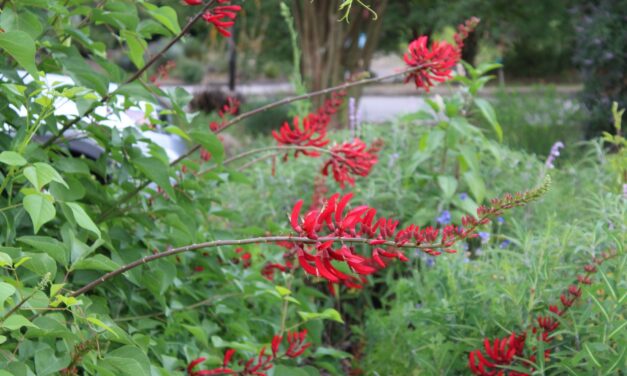 HUMMINGBIRD FAVORITE: CORAL BEAN