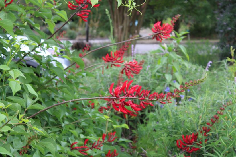 Coral bean shrub with bright red flowers attracting hummingbirds.