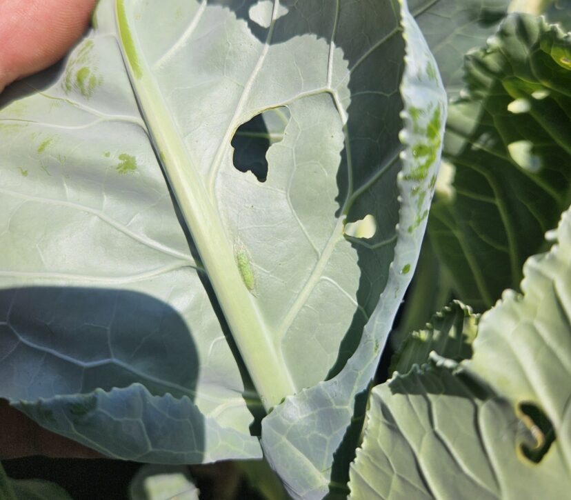 Diamondback moth pupa and feeding damage on the underside of a collard green leaf