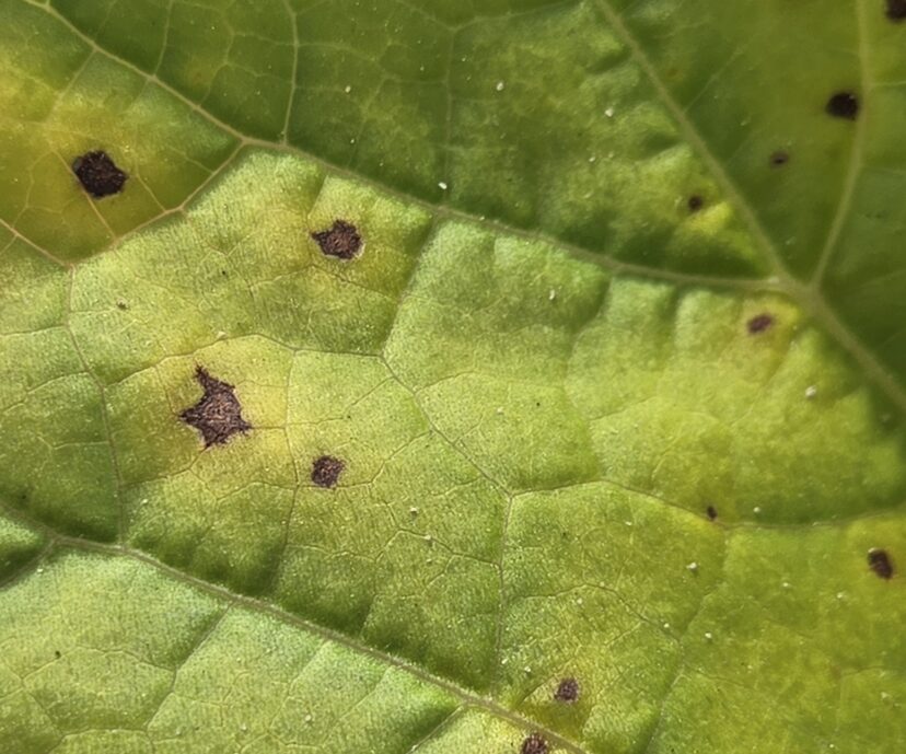 Early anthracnose lesions developing on bottle gourd leaves during humid growing conditions