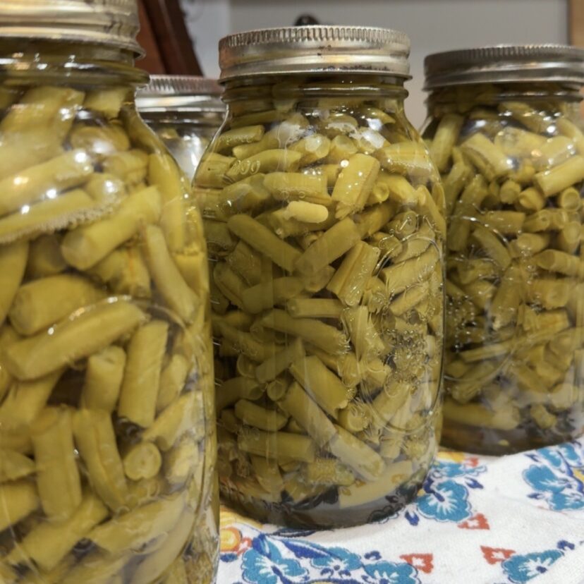 Freshly harvested green beans prepared for home canning to preserve the summer harvest.