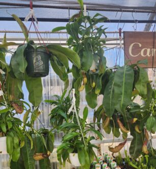 Group of tropical pitcher plants growing in hanging baskets inside a greenhouse.