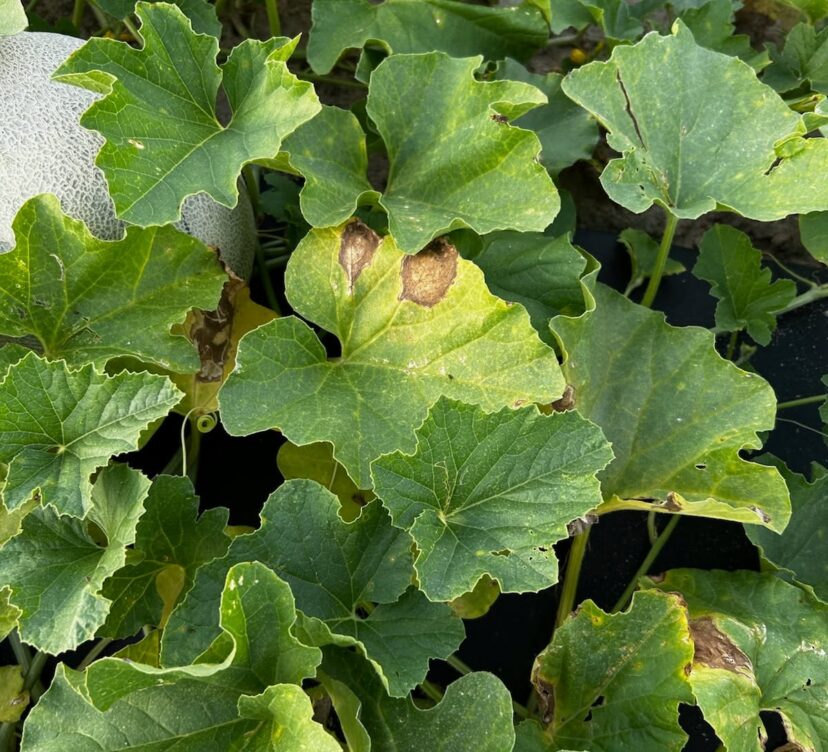 Gummy stem blight lesions causing brown leaf damage on cantaloupe foliage in a South Carolina field