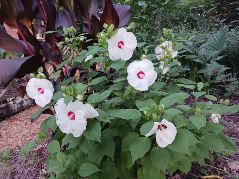 Hardy hibiscus Luna™ White growing in a garden with large white blooms.