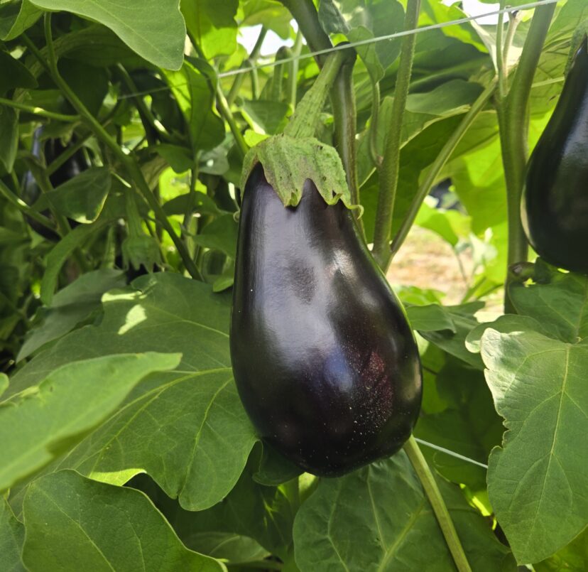 Healthy eggplant plants with developing fruit growing in a Midlands South Carolina field.