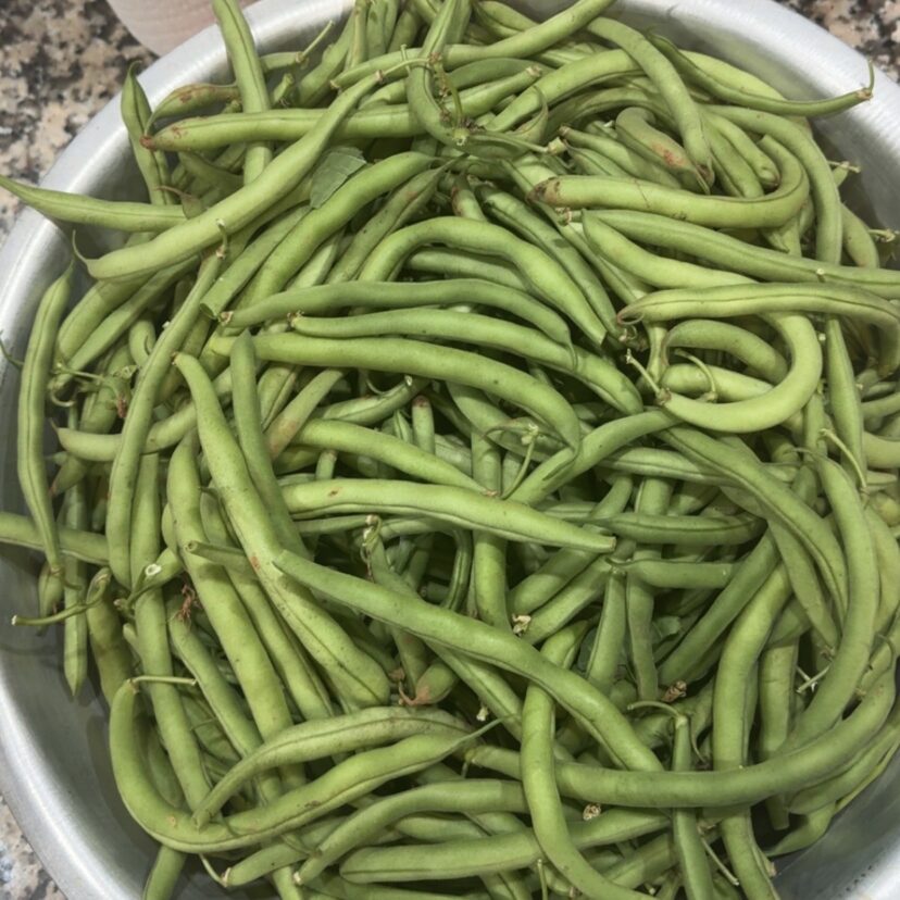 Healthy green bean plants producing a high-quality summer crop in the South Carolina upstate
