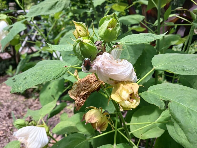 Japanese beetles feeding on hardy hibiscus leaves and flowers.