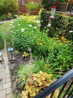 Large drifts of Shasta daisies, black-eyed Susans, daylilies, and other perennials create colorful masses that attract pollinators and provide continuous seasonal interest.