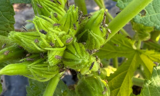 South Carolina Field Update (June 22, 2026): Watermelon Season Is Here
