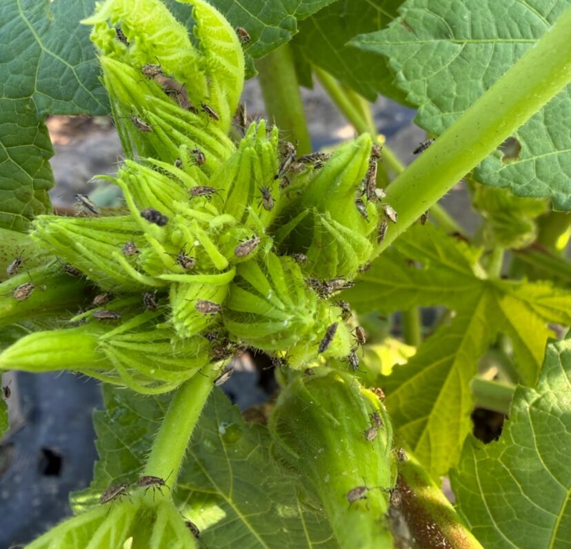 Large numbers of false chinch bugs clustered on the growing point of an okra plant.