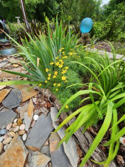 Low-growing threadleaf coreopsis planted in a drift beside stone edging, providing a bright yellow mass of flowers that softens the landscape border.