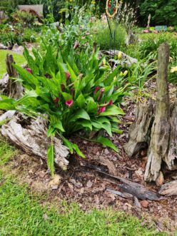 Mass planting of burgundy calla lilies blooming among weathered logs, creating a dramatic focal point in a mixed perennial garden.