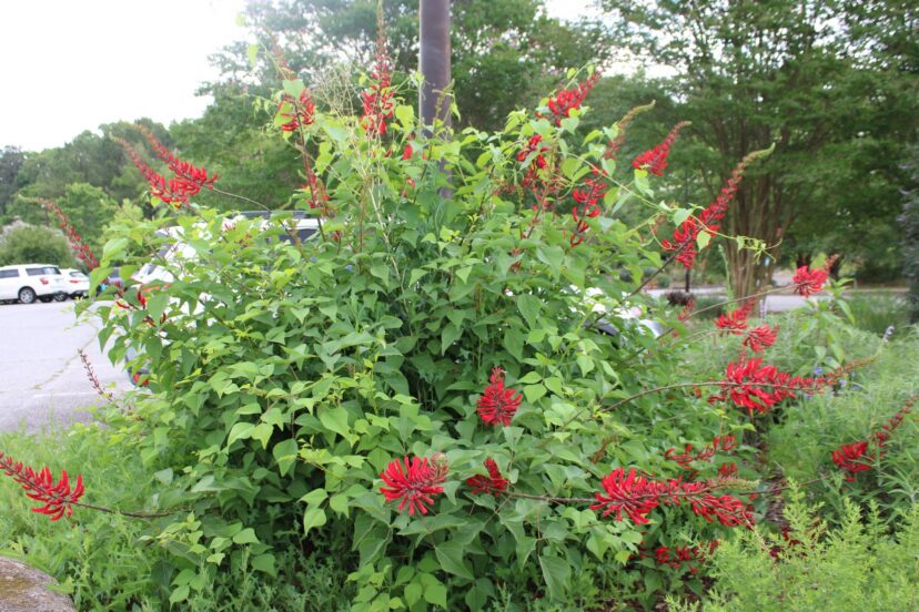 Mature coral bean growing in a sunny landscape bed in South Carolina.
