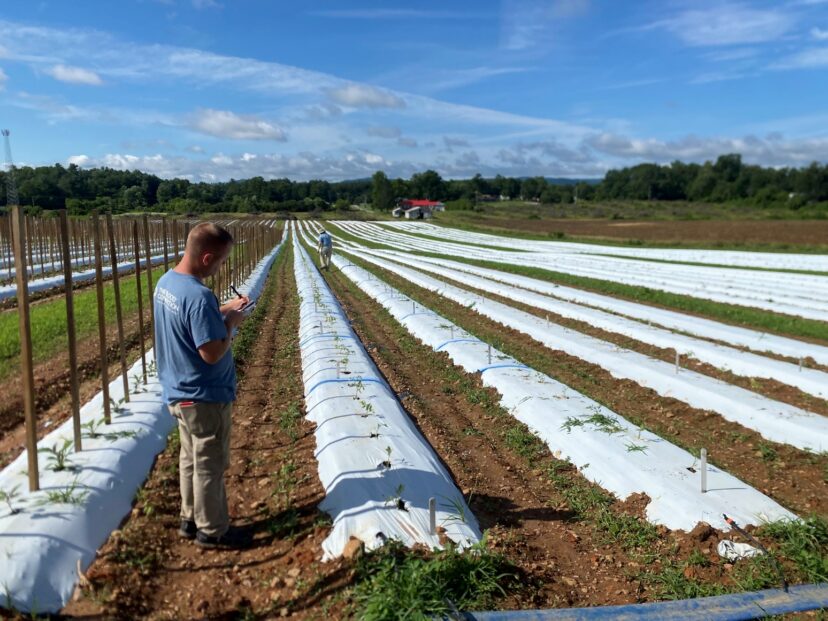New tomato varieties growing on white plastic mulch in an Upstate South Carolina field trial.
