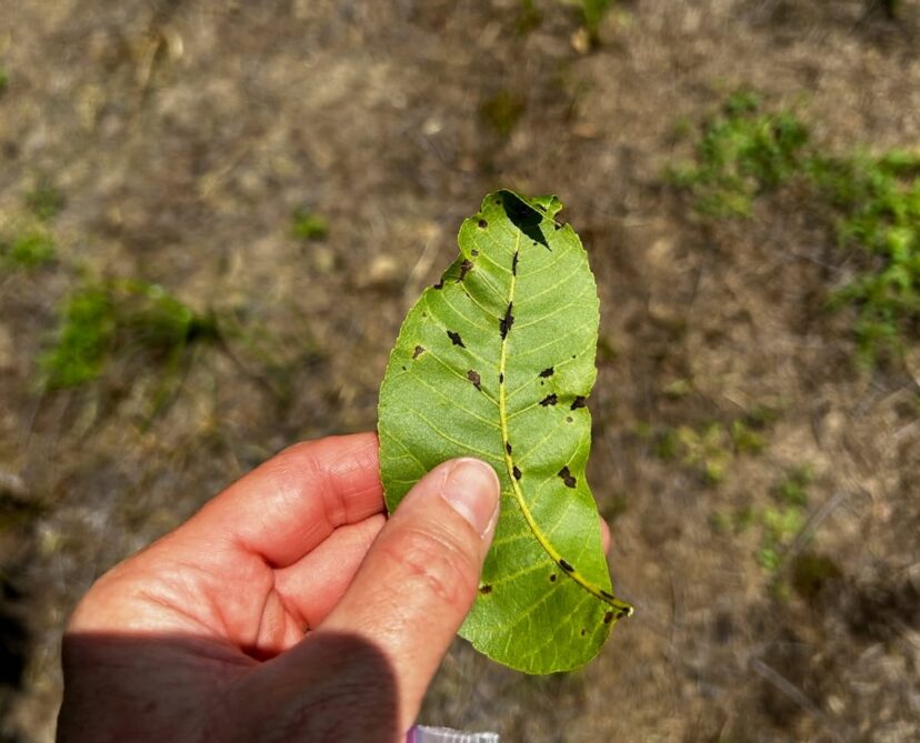 Pecan leaf showing dark scab lesions caused by fungal disease after recent rainfall.