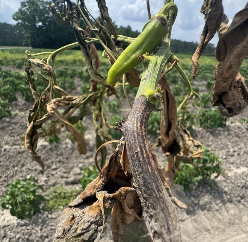 Pepper plant wilted and collapsed due to Phytophthora root rot infection.