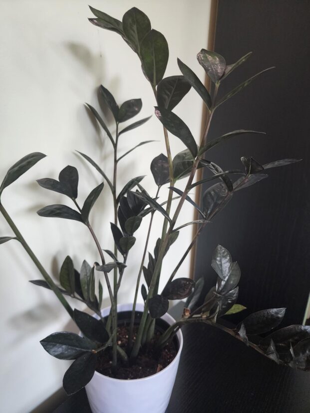 Raven ZZ plant variety with dark, nearly black leaves in an indoor setting