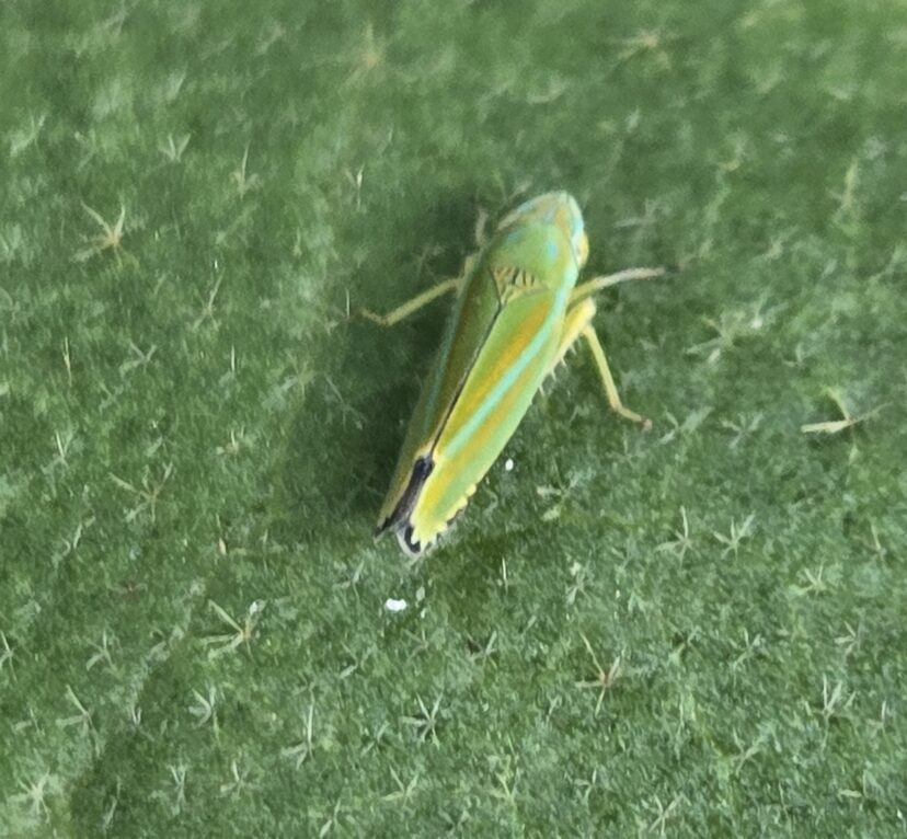 Small leafhopper insect resting on an eggplant leaf during routine crop scouting