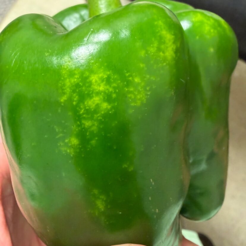 Stink bug feeding damage causing discoloration and scarring on developing green bell pepper fruit.