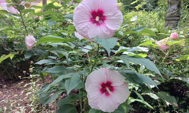 HARDY HIBISCUS (<em>Hibiscus moscheutos</em>): How to Grow and Care for Hardy Hibiscus