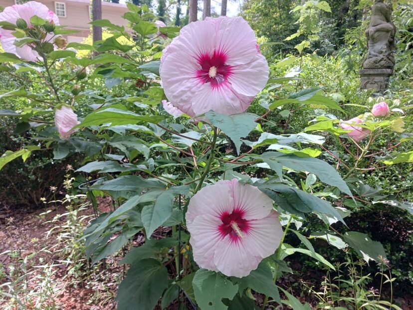 Summerific® Perfect Storm hardy hibiscus with large pink flowers supported by sturdy stems.